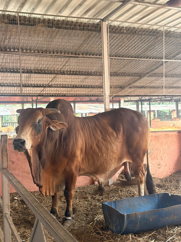 Goshala Seva & Cow Protection